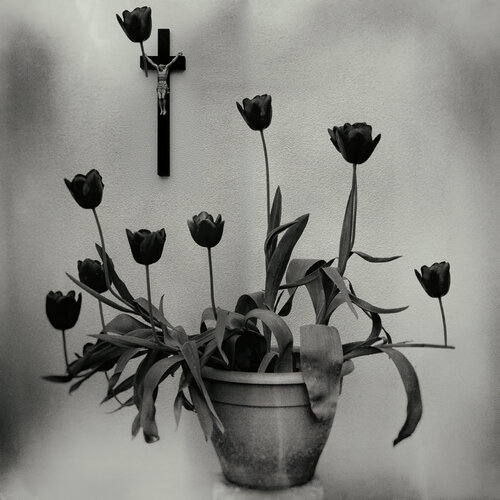 Uncomfortable Still Life with Tulips by Frank Verreyken, Photography for Sale on Singulart