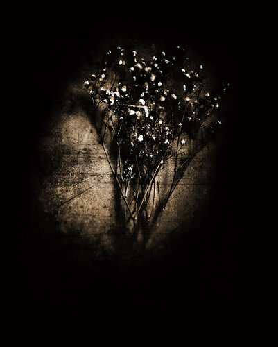 Nocturnal Bloom di Frank Verreyken, Fotografia in vendita su Singulart