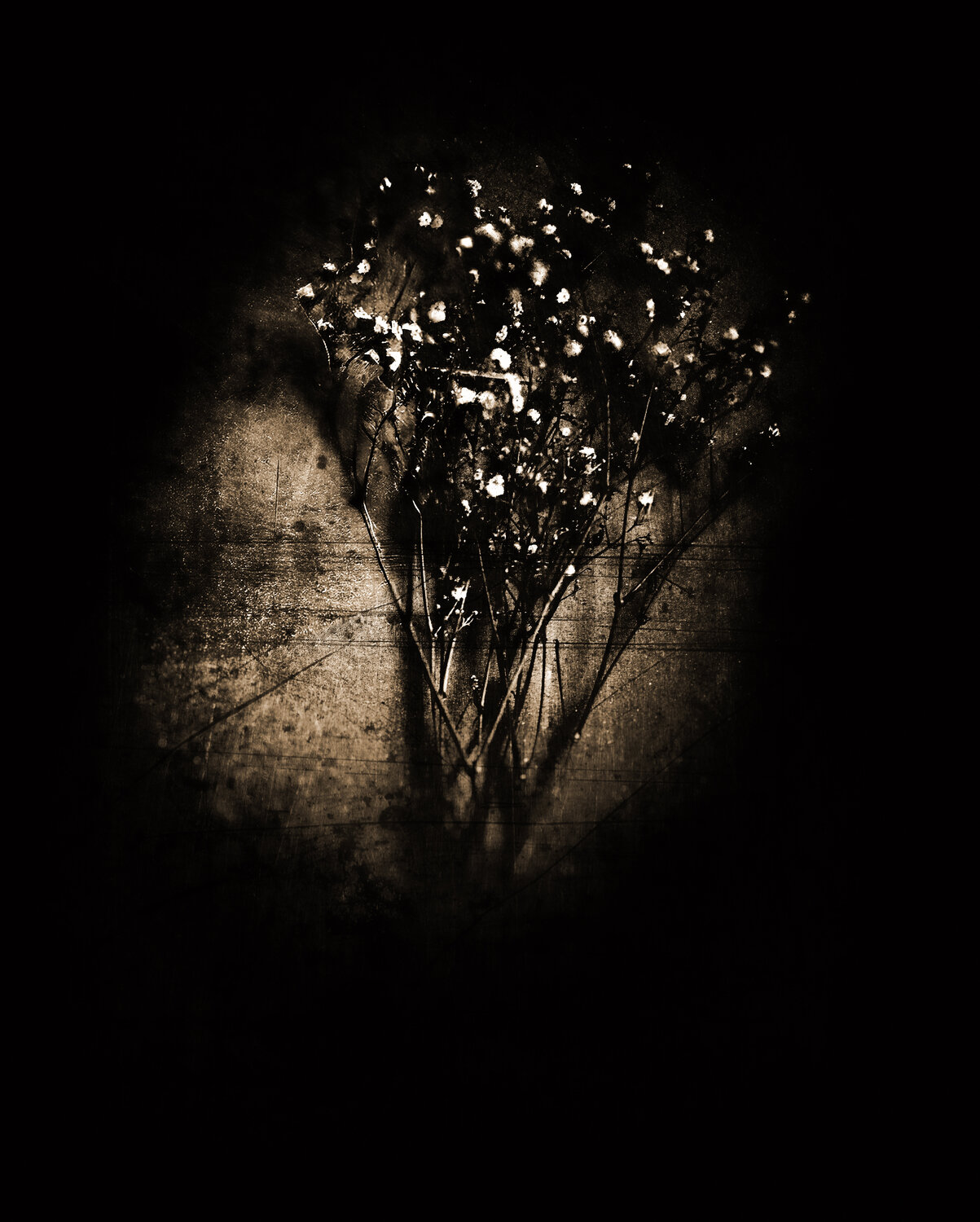 Nocturnal Bloom Frank Verreyken Fotografia in vendita