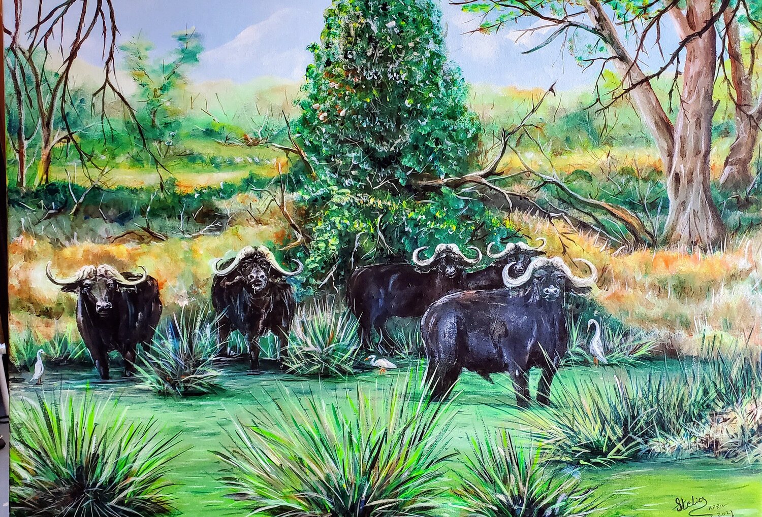 Water Buffalo territory Stelios Koutouvides