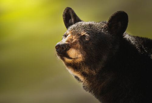 Sunkissed Bear van Bhasmang Mehta, Afdruk te koop op Singulart