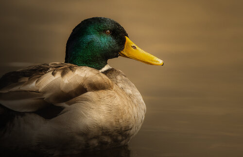 Mallard van Bhasmang Mehta, Fotografie te koop op Singulart