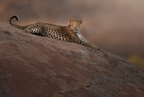 Queen of Jawai by Bhasmang Mehta, Photography for Sale on Singulart