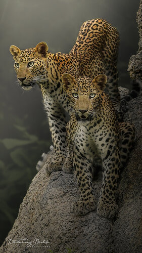 Indian Leopards van Bhasmang Mehta, Fotografie te koop op Singulart