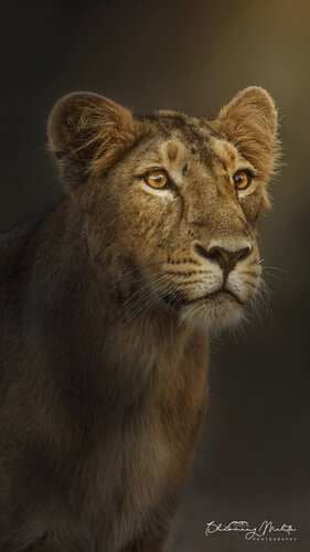 Asiatic Lion female- Portrait van Bhasmang Mehta, Fotografie te koop op Singulart