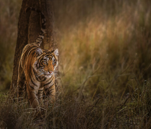 Future Queen by Bhasmang Mehta, Photography for Sale on Singulart