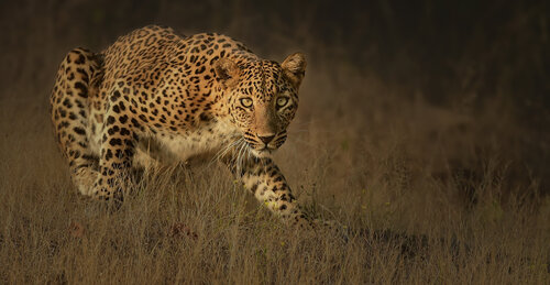Indian Leopard van Bhasmang Mehta, Fotografie te koop op Singulart