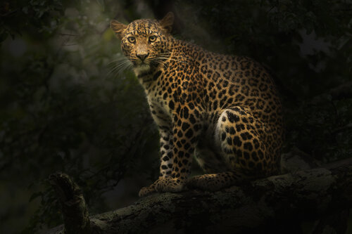 Leopard on a tree van Bhasmang Mehta, Fotografie te koop op Singulart