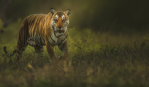 Backwater Female di Bhasmang Mehta, Fotografia in vendita su Singulart