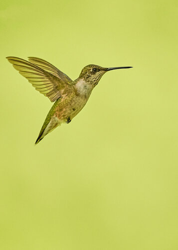 Ruby throated Hummingbird di Bhasmang Mehta, Fotografia in vendita su Singulart