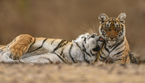 Arrowhead & cub von Bhasmang Mehta, Fotografie kaufen auf Singulart