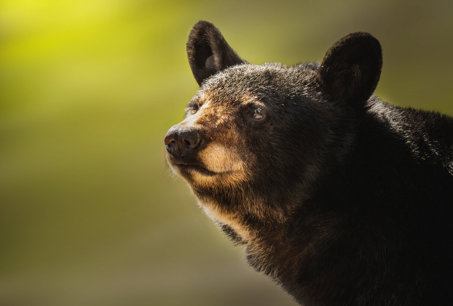 Sunkissed Bear Bhasmang Mehta