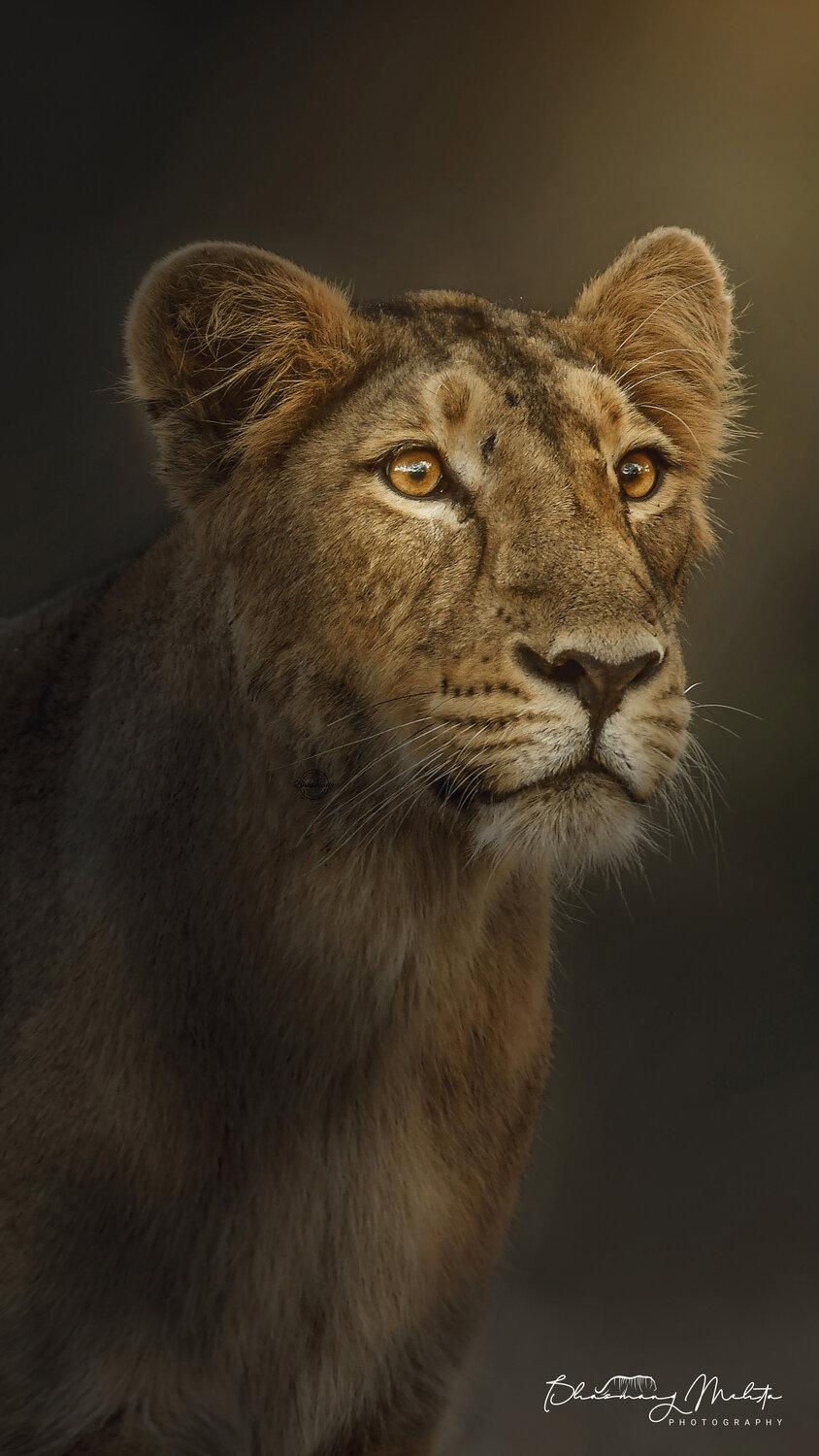 Asiatic Lion female- Portrait Bhasmang Mehta Fotografie zu verkaufen