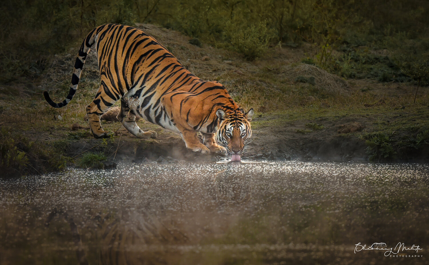 Backwater Female Bhasmang Mehta