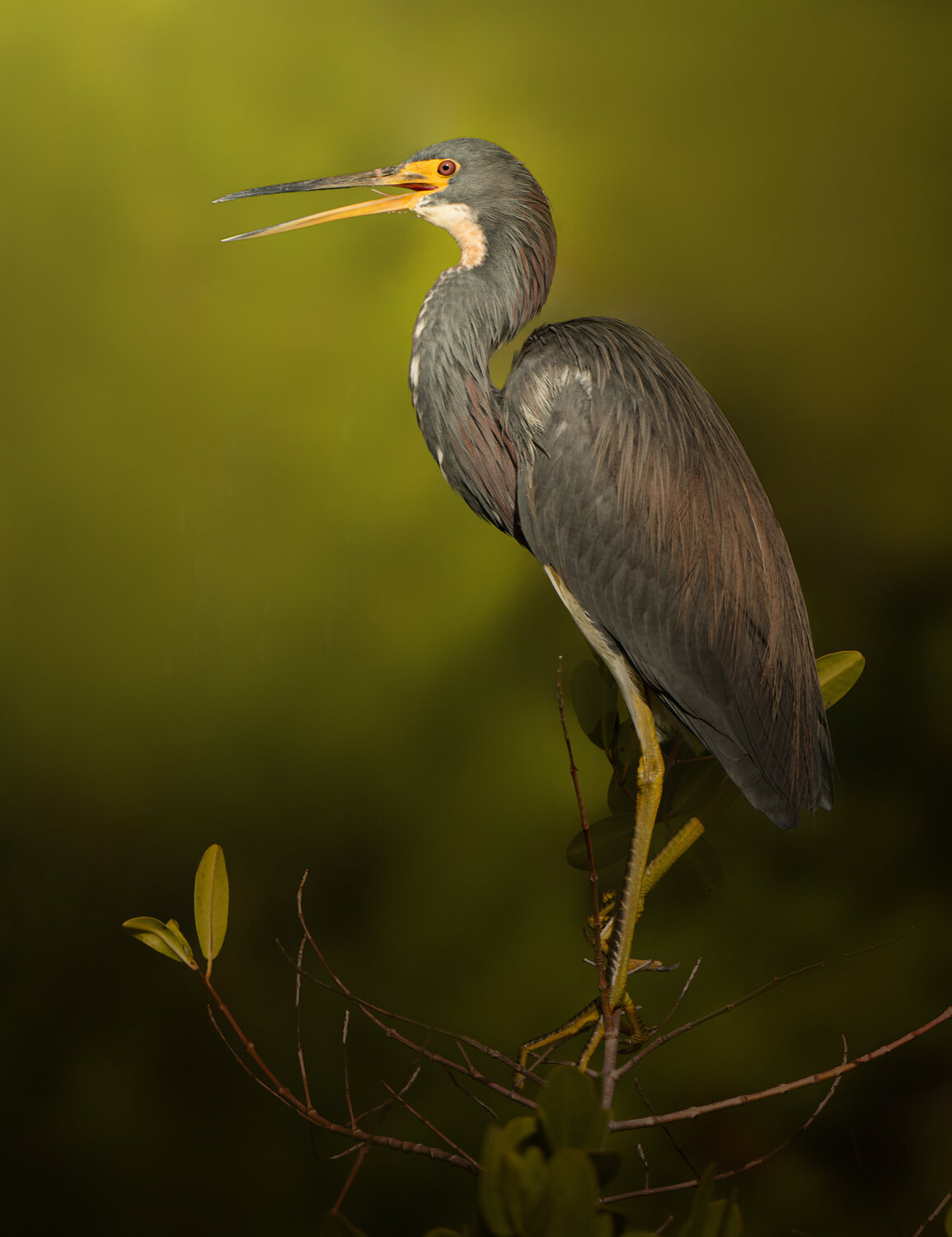 Tri colored Heron Bhasmang Mehta