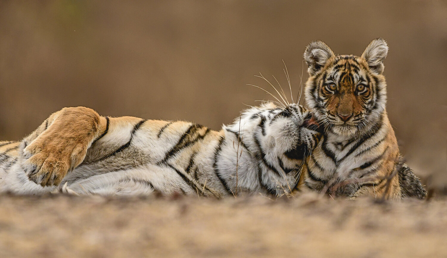 Arrowhead & cub Bhasmang Mehta