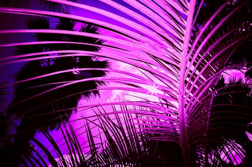 pink_palm by Jürgen Barnickel, Photography for Sale on Singulart
