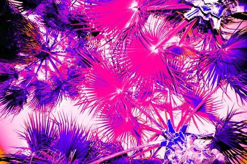 palms par Jürgen Barnickel, Photographie en vente sur Singulart