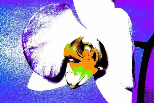 orchid by Jürgen Barnickel, Photography for Sale on Singulart