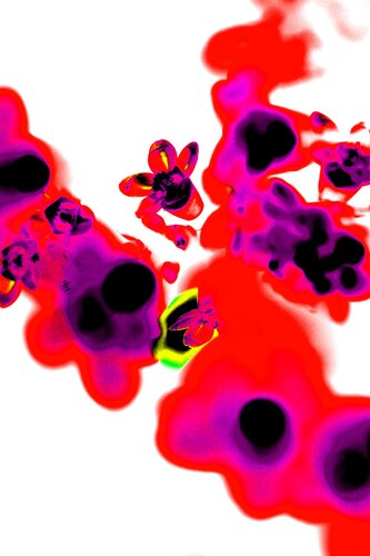 flowers_2 di Jürgen Barnickel, Fotografia in vendita su Singulart