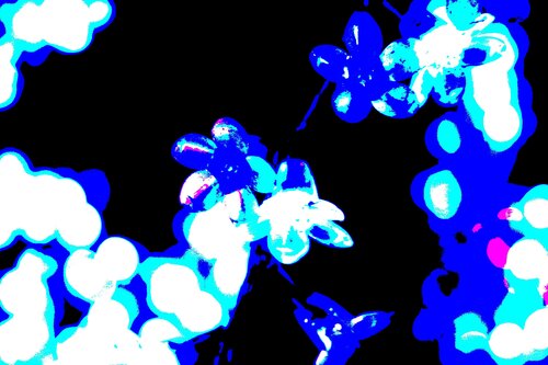 flowers_7344 by Jürgen Barnickel, 사진 for Sale on Singulart