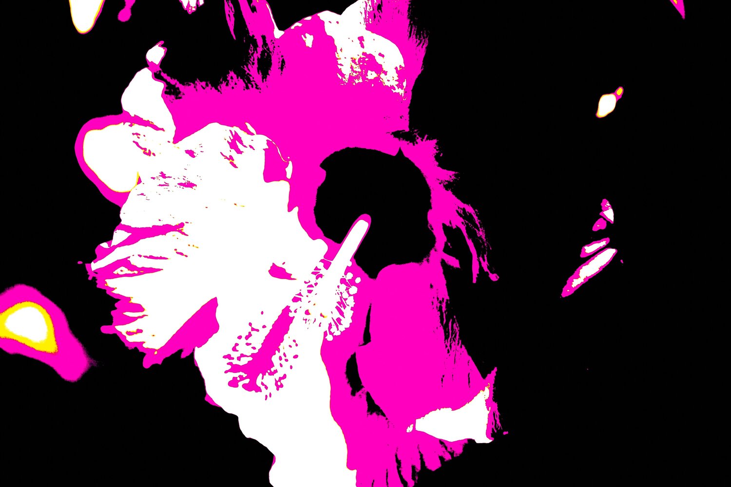 hibiscus Jürgen Barnickel