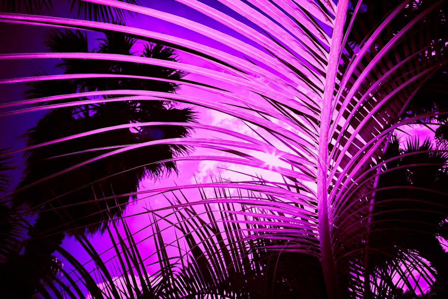 pink_palm Jürgen Barnickel