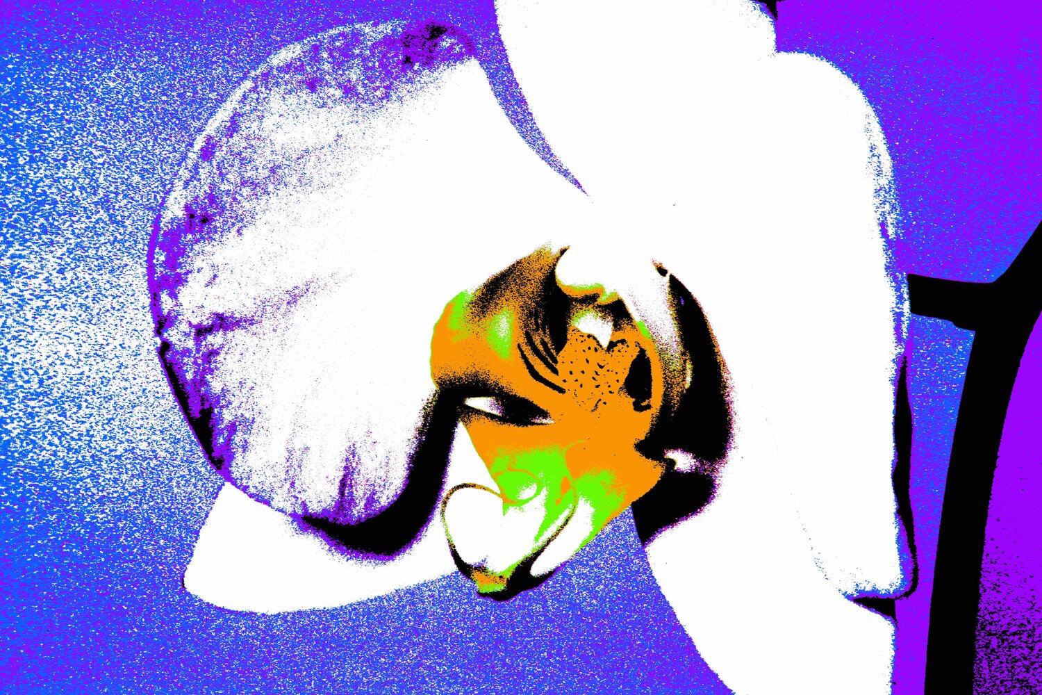 orchid Jürgen Barnickel