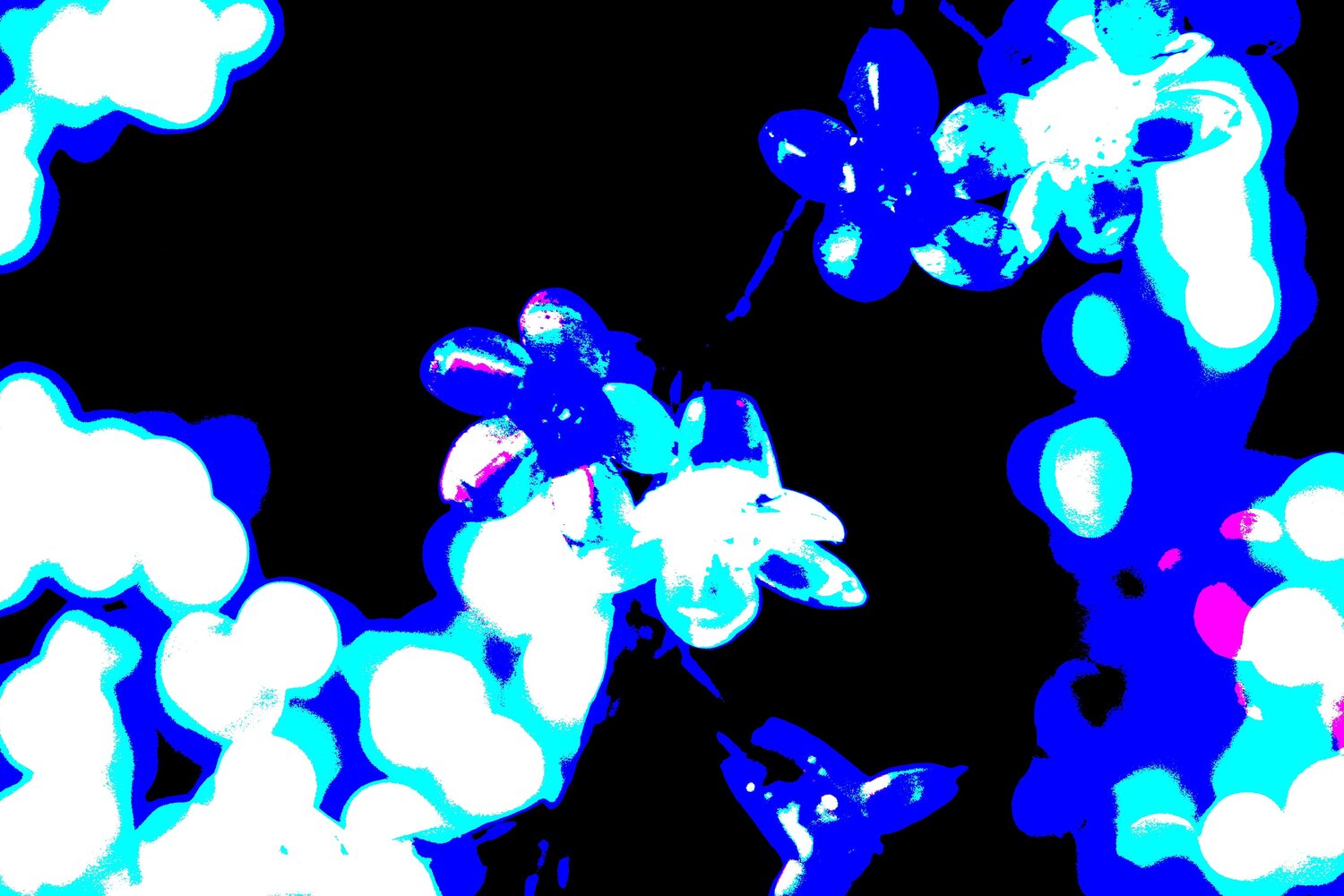 flowers_7344 Jürgen Barnickel