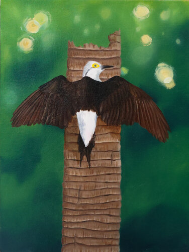 Melanerpes candidus by Bruna Carvalho da Silva, Painting for Sale on Singulart