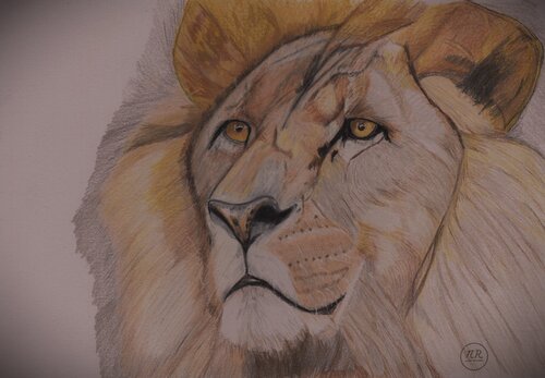 Lion van Pierre Bayet, Tekening te koop op Singulart
