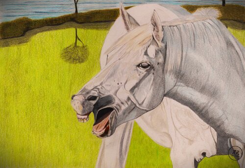 Rire Chevalin par Pierre Bayet, Dessin en vente sur Singulart