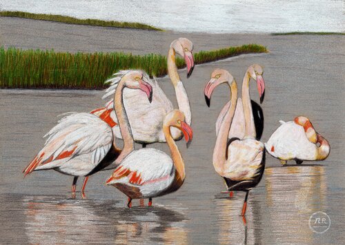 Flamingo Pierre Bayet