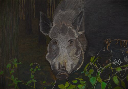 Sanglier van Pierre Bayet, Tekening te koop op Singulart
