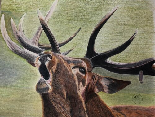 Le brame de Pierre Bayet, Dibujo a la venta en Singulart