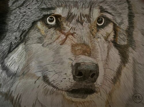 Regard de loup von Pierre Bayet, Zeichnungen kaufen auf Singulart