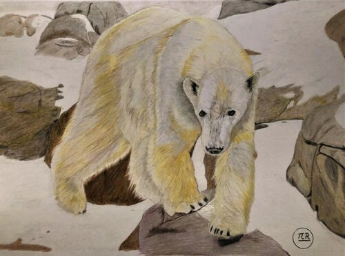 Ours polaire. von Pierre Bayet, Zeichnungen kaufen auf Singulart