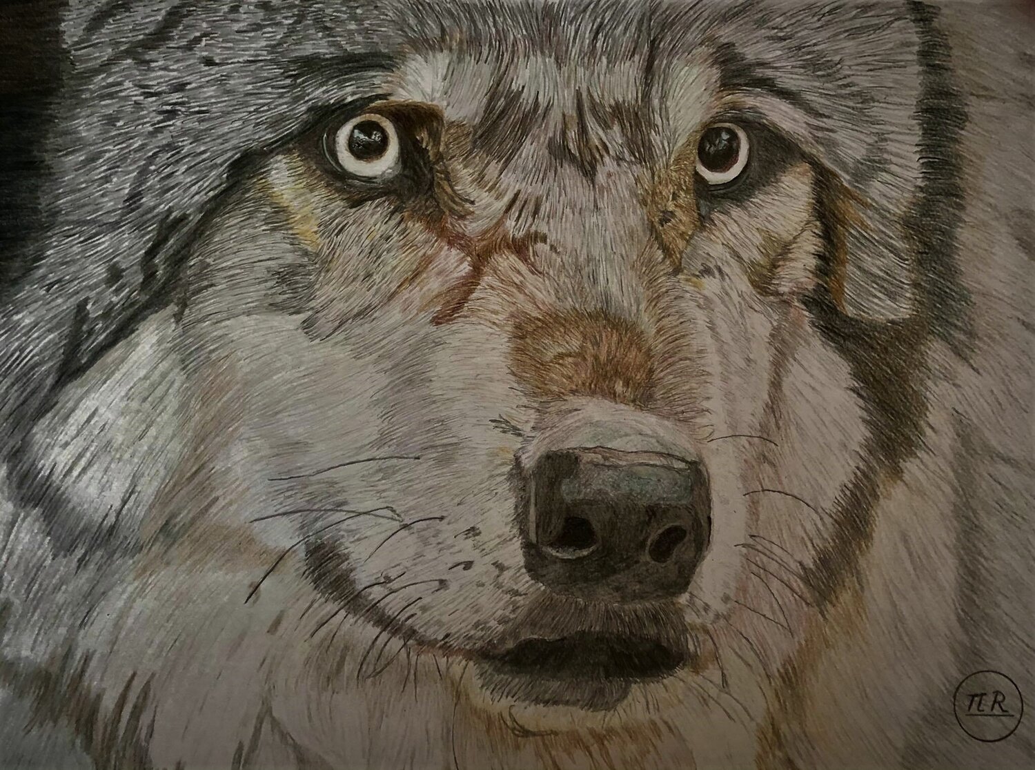 Regard de loup Pierre Bayet