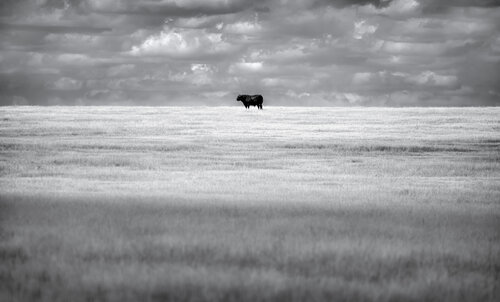 Lone Bull von Joel Dyer, Fotografie kaufen auf Singulart