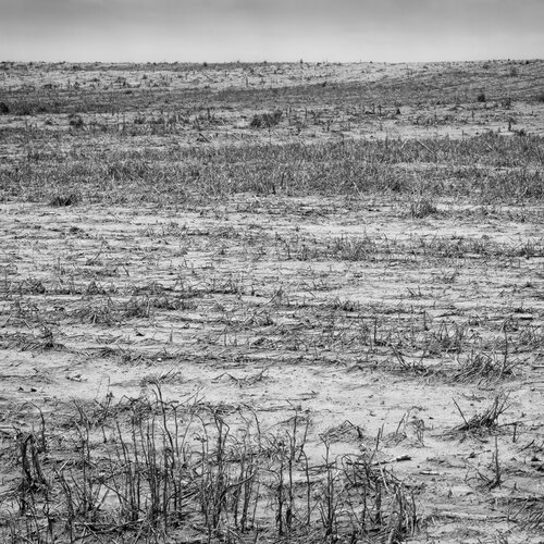 Another Bad Crop van Joel Dyer, Fotografie te koop op Singulart