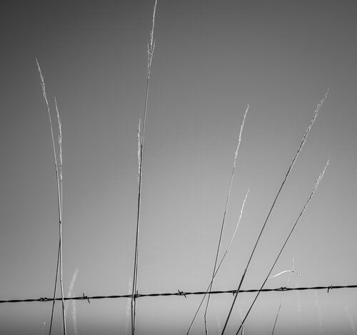 Grass and Wire di Joel Dyer, Fotografia in vendita su Singulart