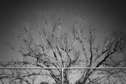 Razor Wire and Tree di Joel Dyer, Fotografia in vendita su Singulart