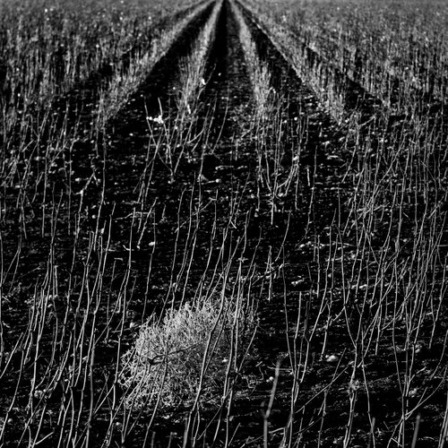 Tumbleweed in Cotton Field di Joel Dyer, Fotografia in vendita su Singulart