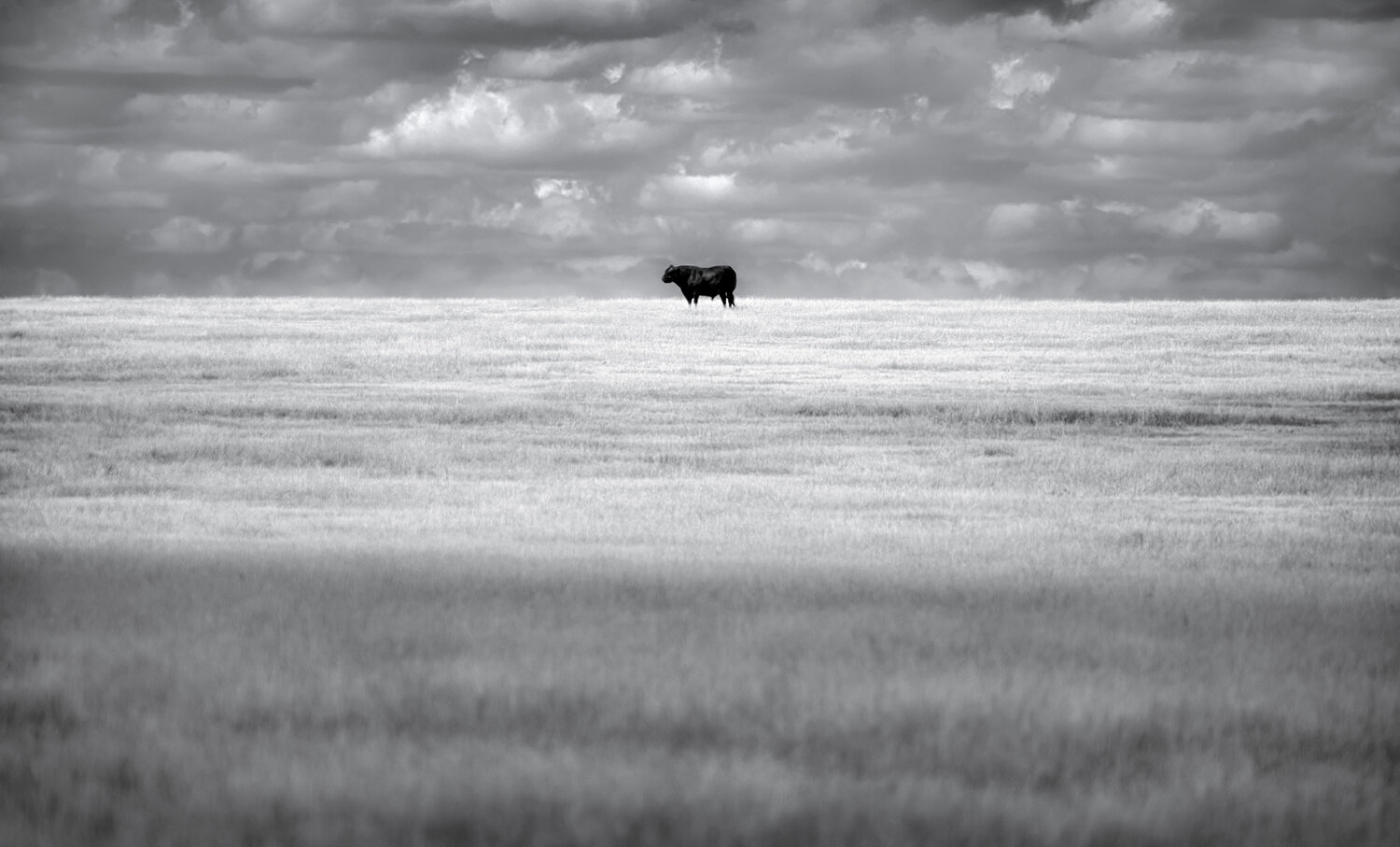 Lone Bull Joel Dyer