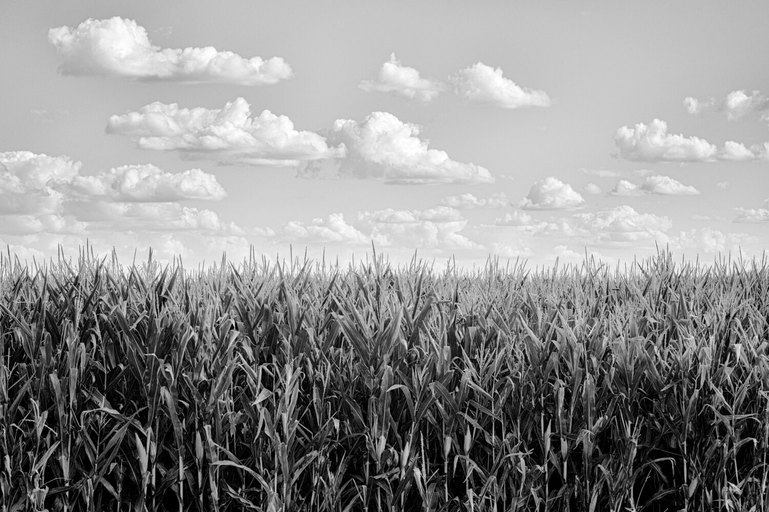Corn Wall Joel Dyer