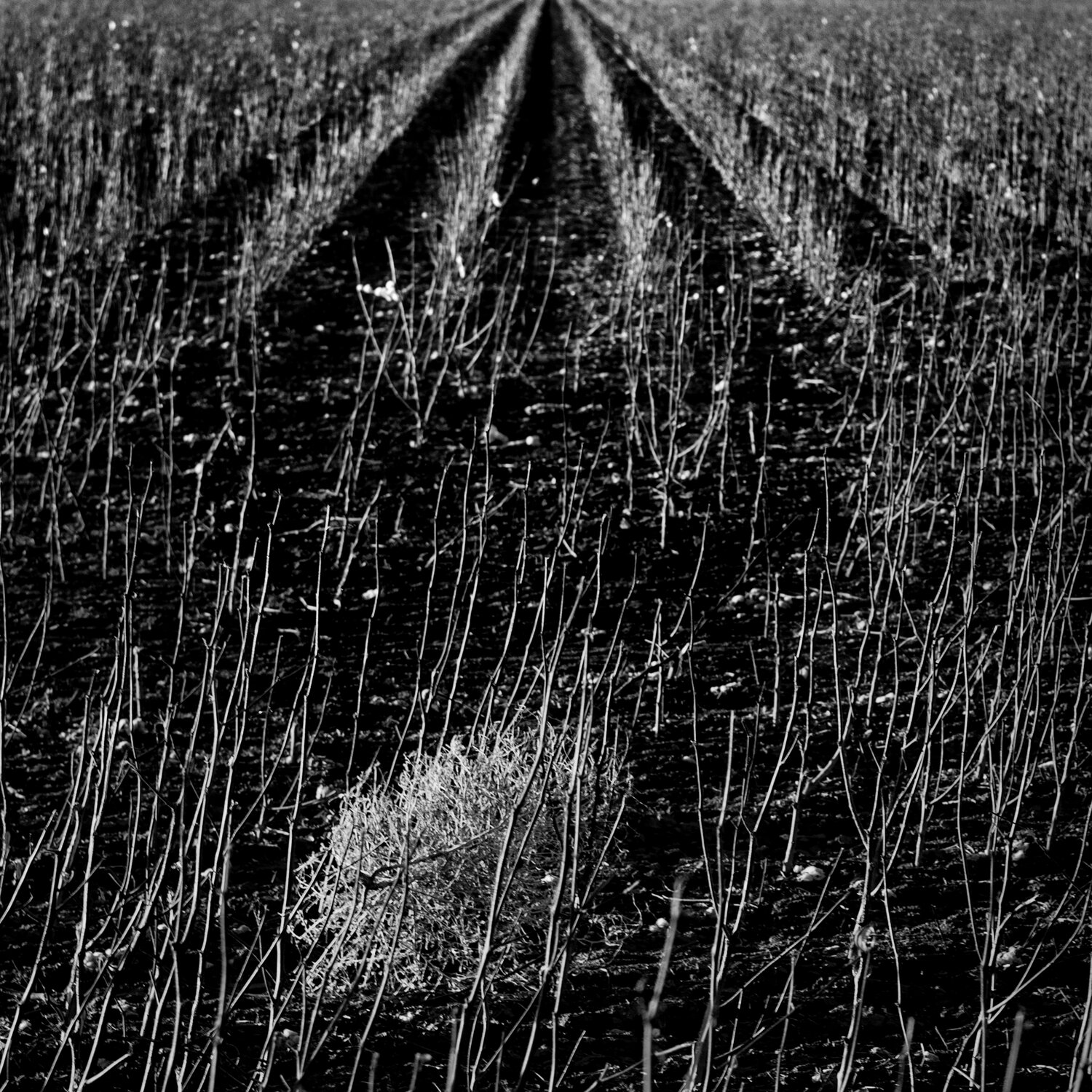 Tumbleweed in Cotton Field Joel Dyer