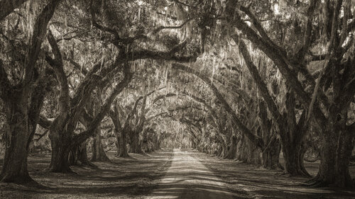 Whispers Beneath the Canopy von Harv Greenberg, Fotografie kaufen auf Singulart