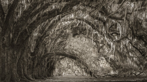 A Path That Remembers von Harv Greenberg, Fotografie kaufen auf Singulart