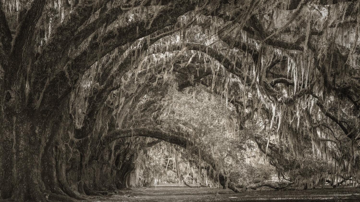 A Path That Remembers Harv Greenberg