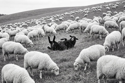 "Ovejas blancas" Mikel Martínez